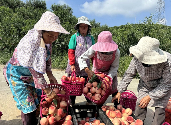 贵州平塘：夏日甜蜜“新宠”脆红桃走俏市场_fororder_将采摘的脆红桃装箱