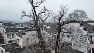黄山市徽州区：古树保护插上“科技翅膀”